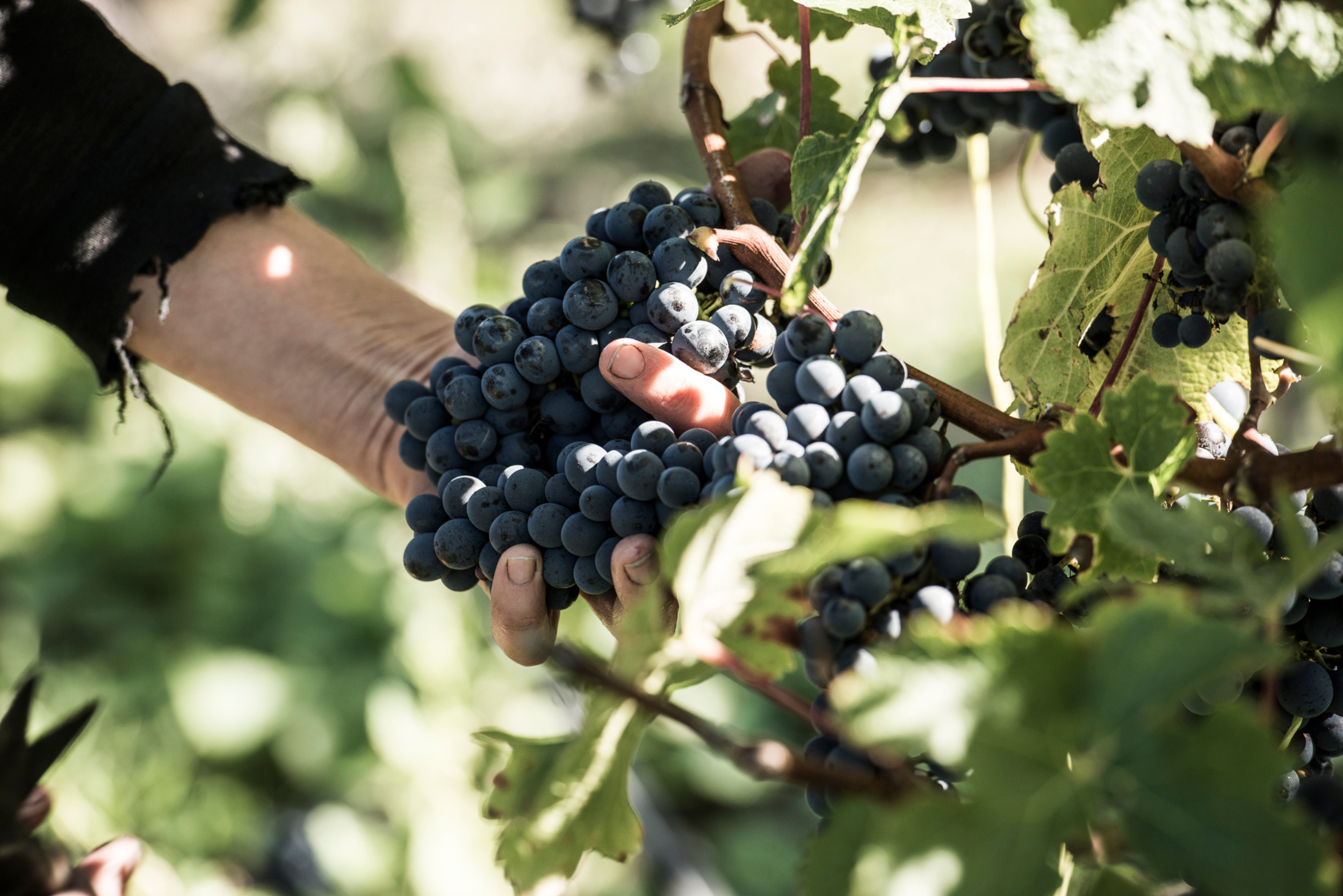 Our Story | Pask Winery & the Gimblett Gravels