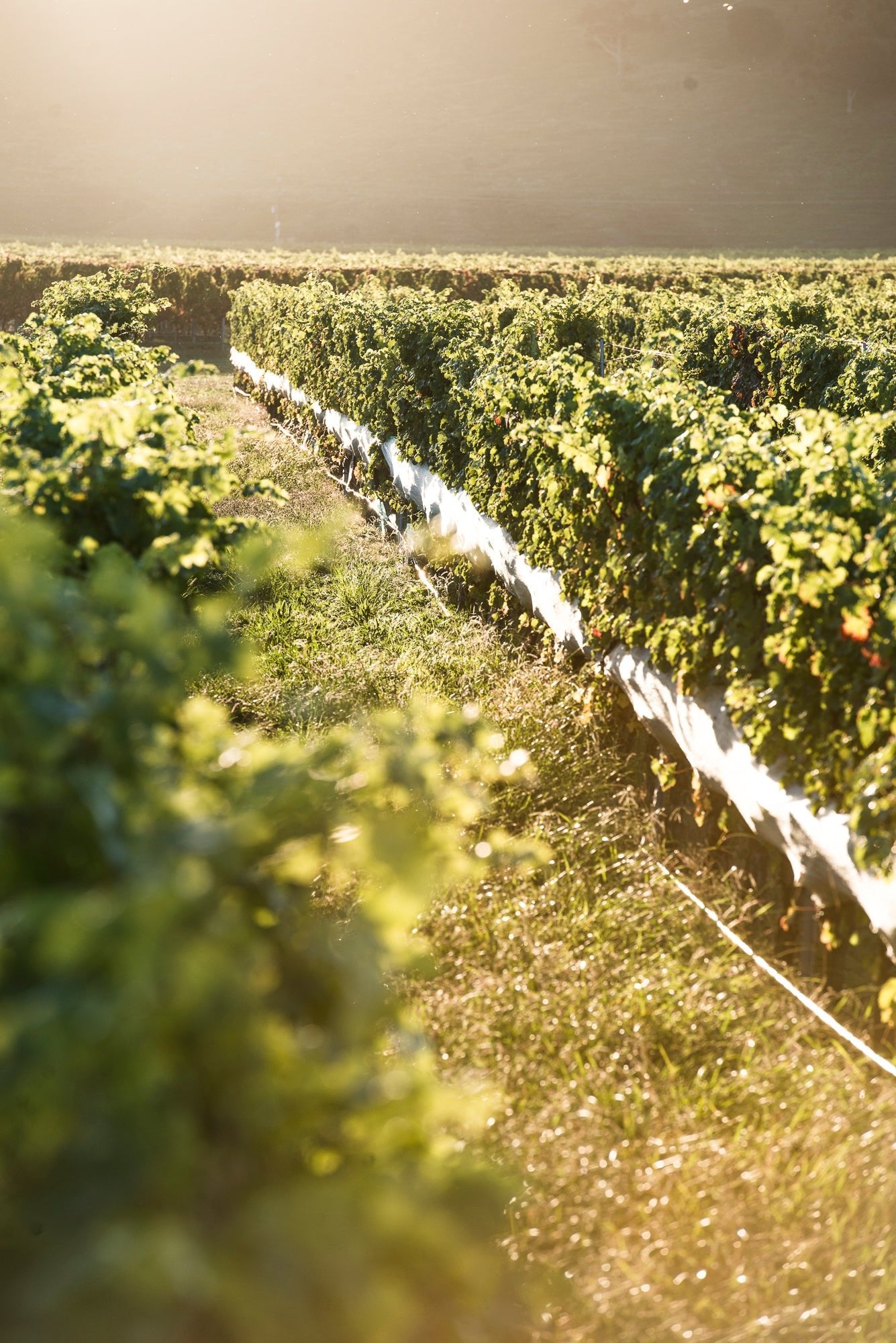 Sunlit Pask Gimblett Gravels Vineyard with lush green grapevines stretching into the distance, Hawke's Bay