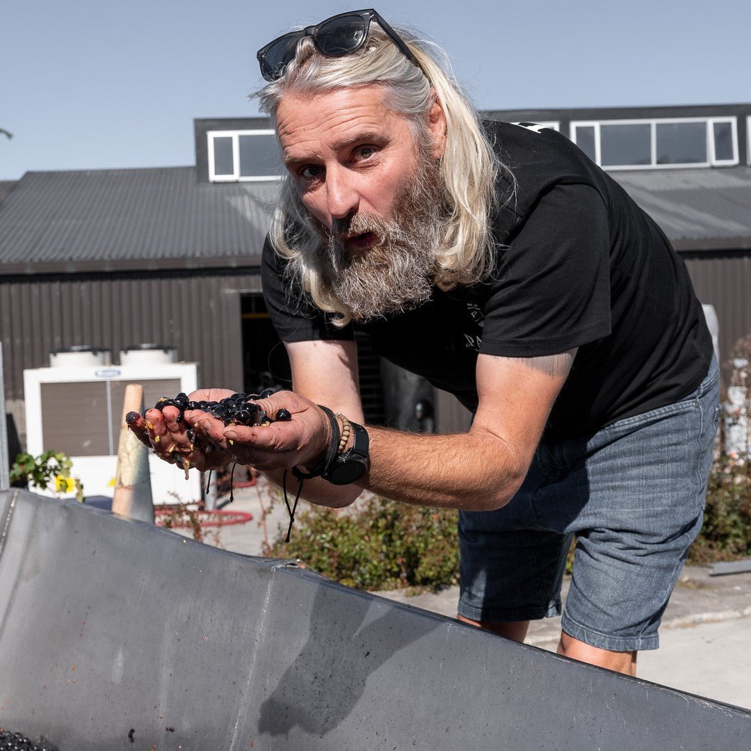 Winemaker holding a handful of dark red grapes over a sorting bin outside the Pask Winery cellar door