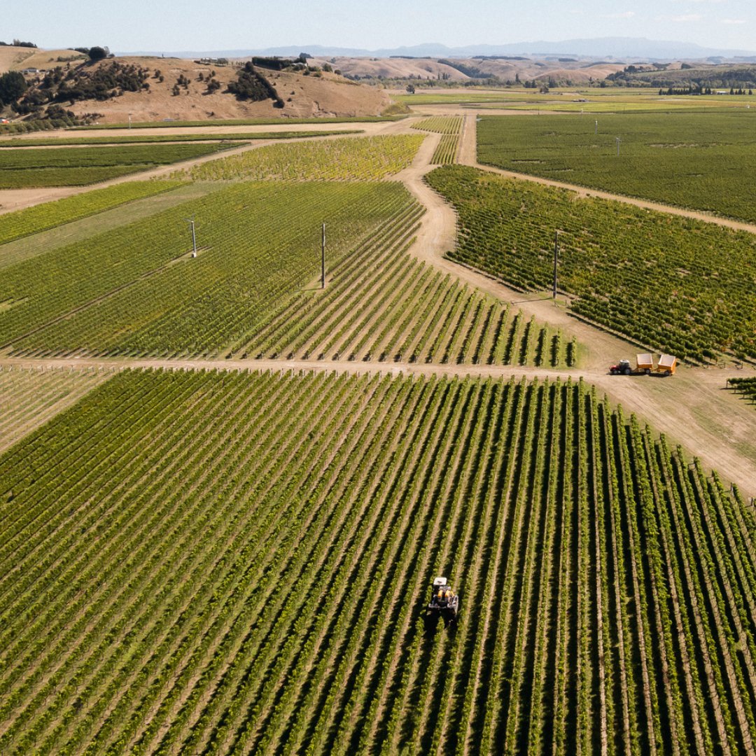 Aerial view of Pask Gimblett Gravels Vineyard with a tractor working between vines, Hawke's Bay plains beyond