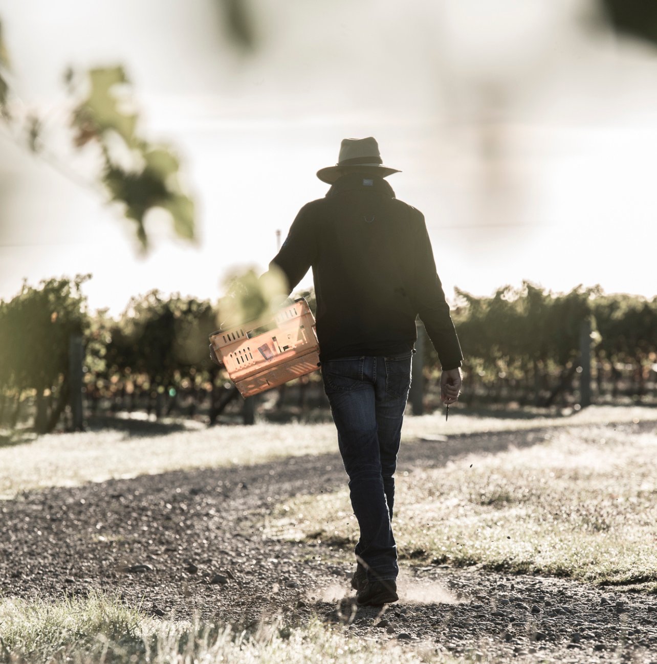 A vineyard worker carrying a harvest crate through vine rows on a bright, hazy day