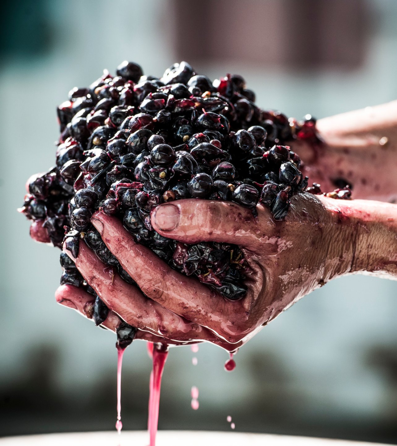 Hands crushing dark red wine grapes, with deep purple juice dripping down
