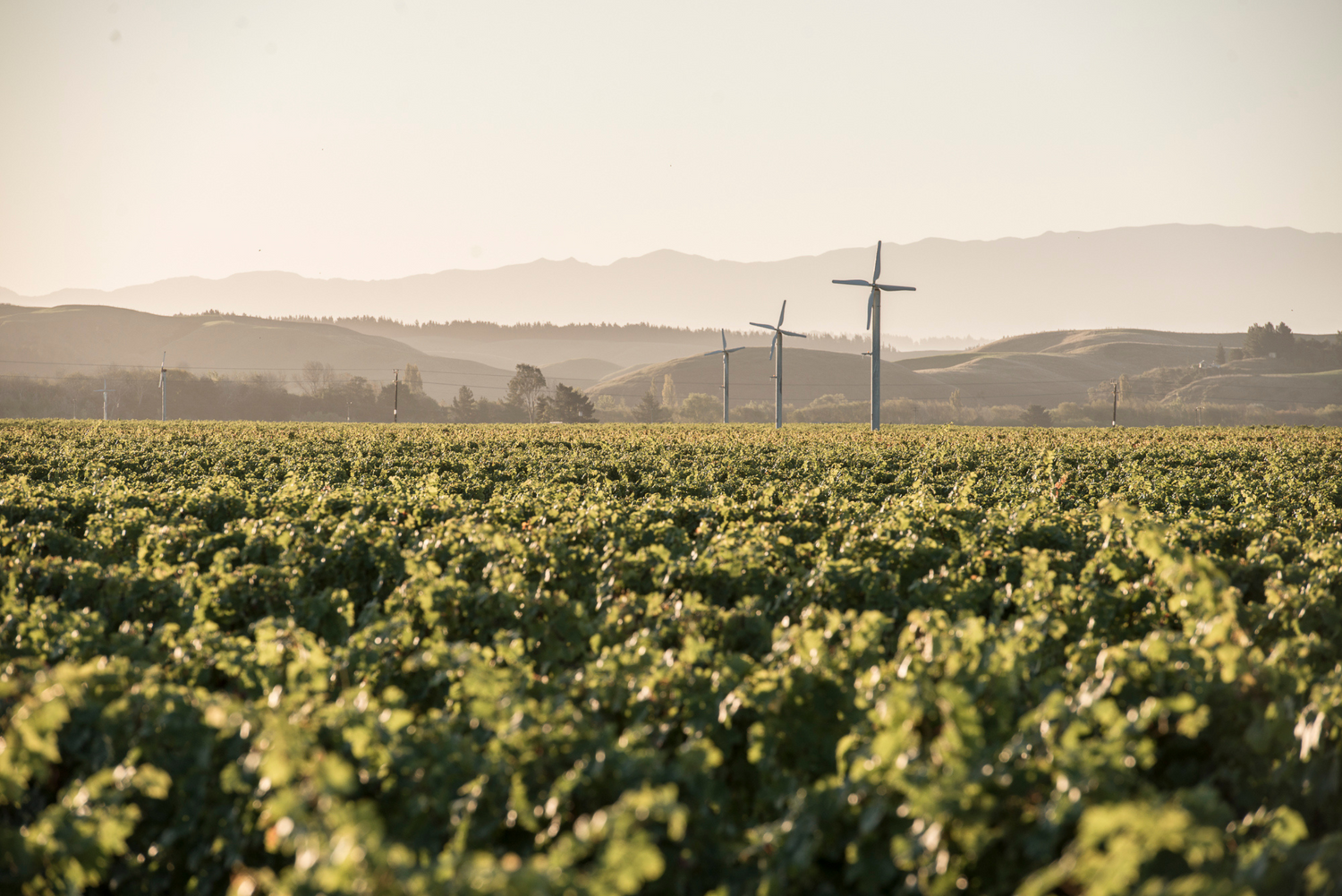 Hawke's Bay - A Great Wine Region of the World