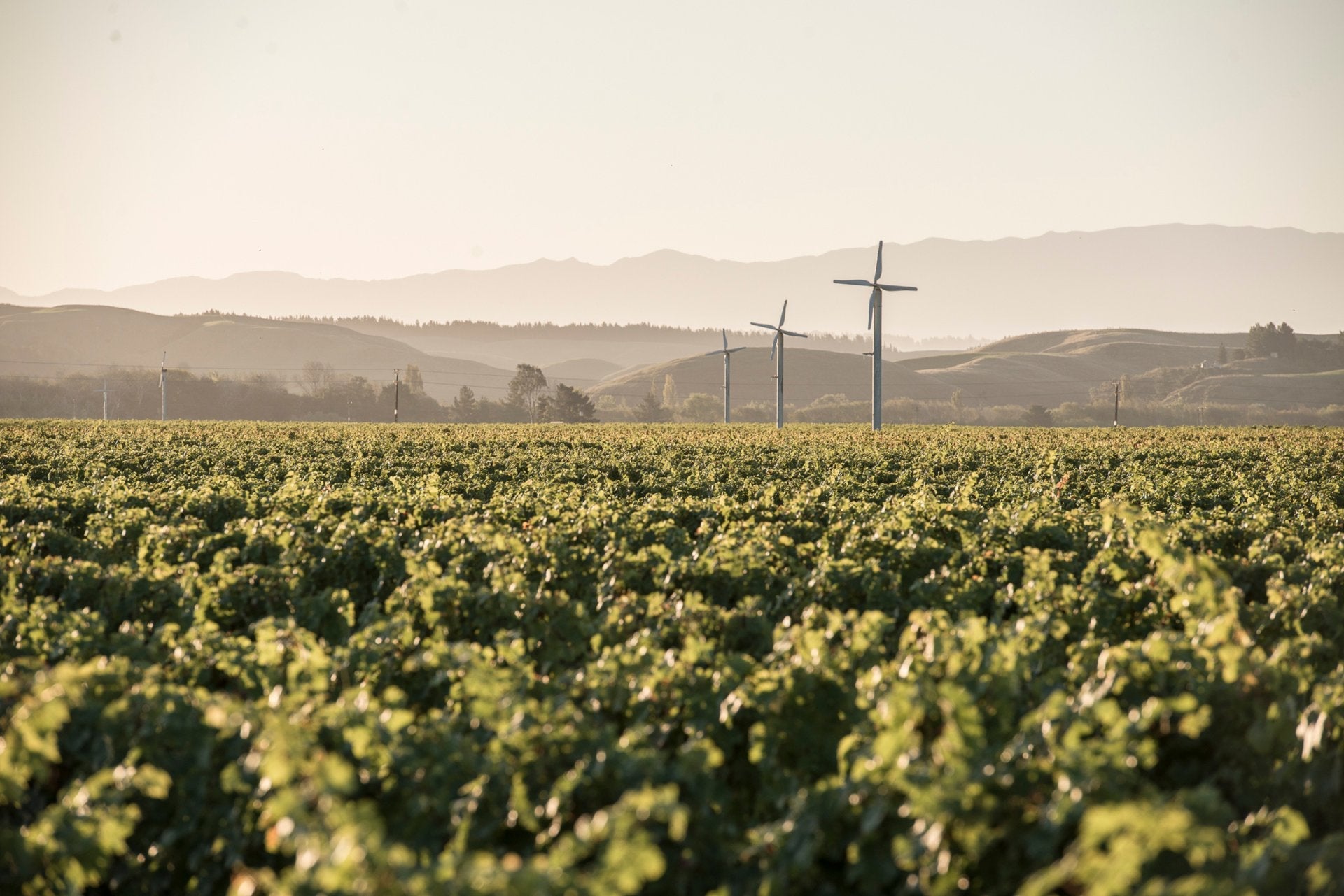 Pask Gimblett Gravels Vineyard stretching to Hawke's Bay hills and frost fans in hazy golden light