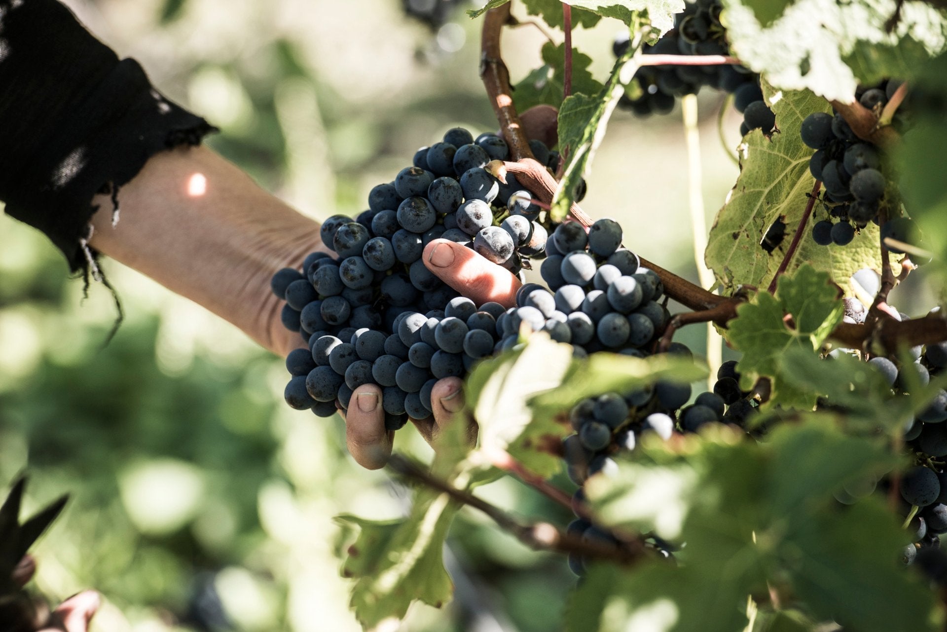 Hand holding a cluster of dark red wine grapes on the vine among green leaves