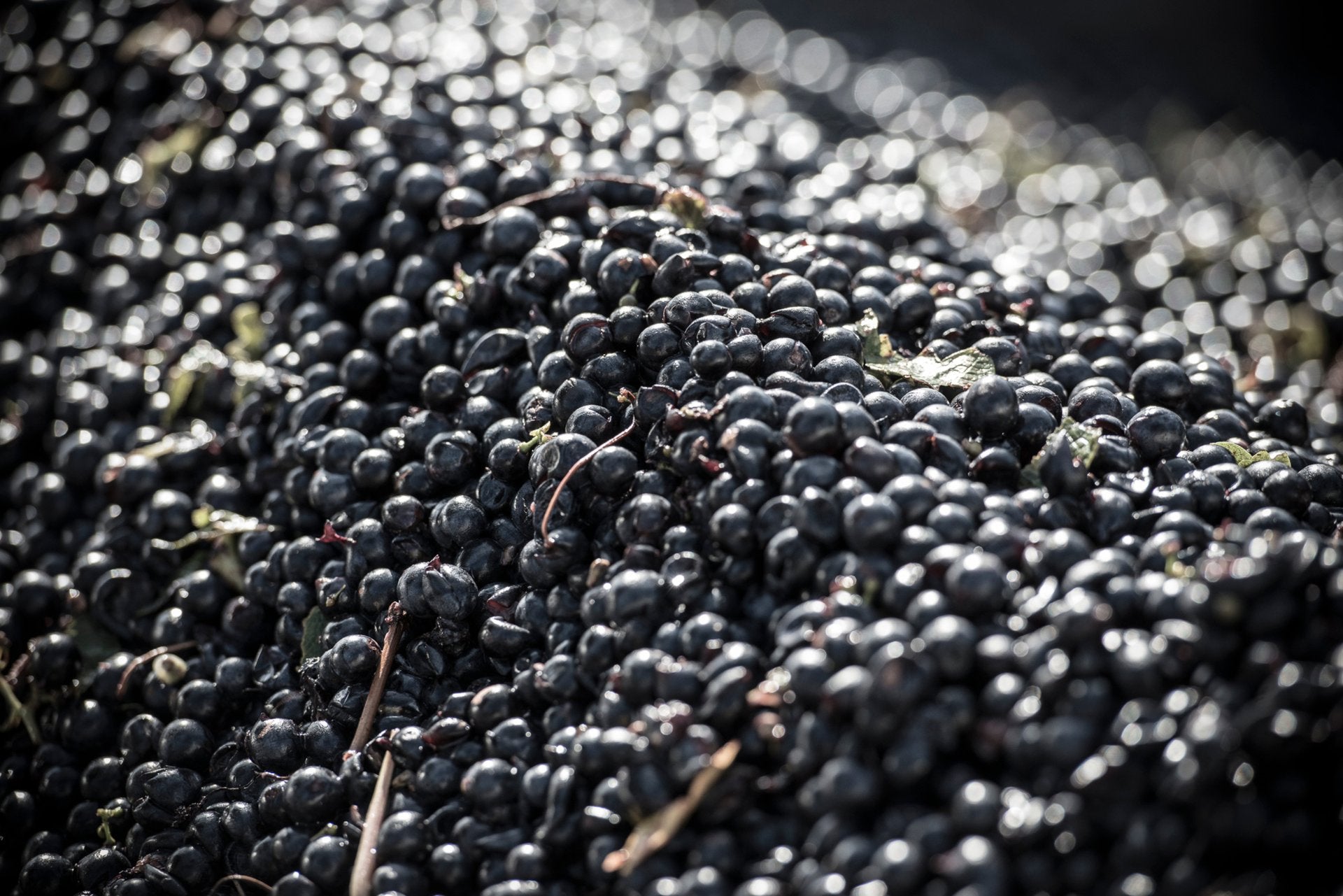 Close-up of harvested dark red wine grapes piled together, glistening in bright sunlight