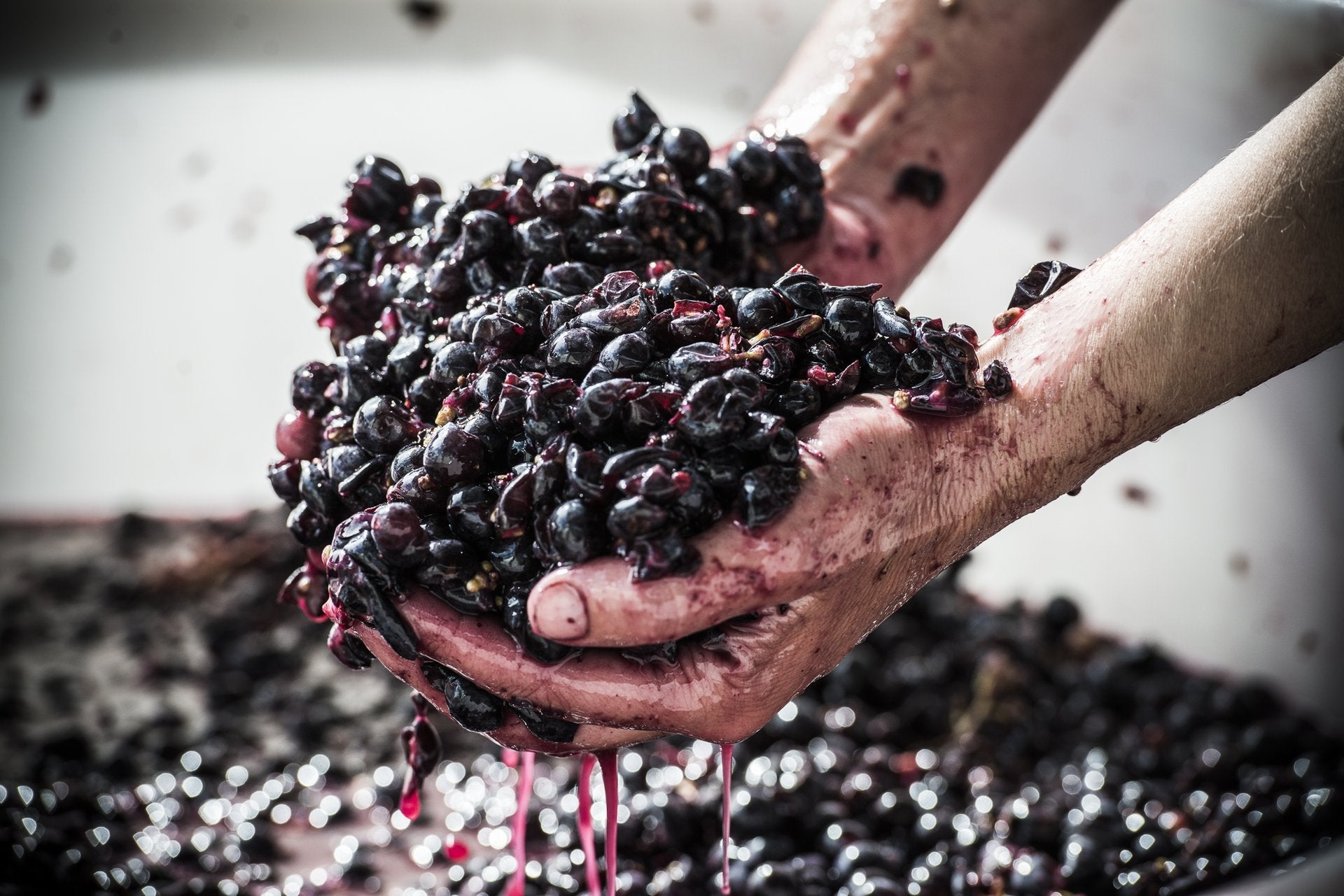 Hands lifting a handful of dark red wine grapes from a fermentation vessel, juice dripping between the fingers