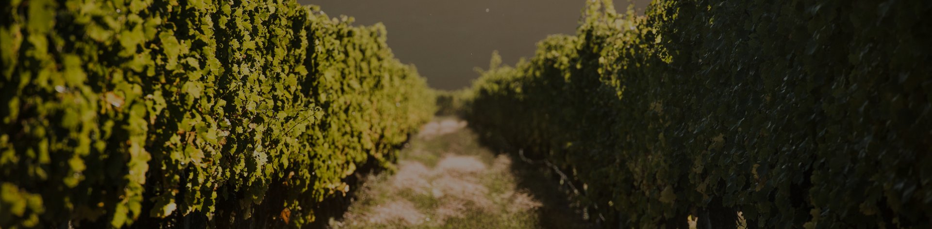 Narrow dirt path between dense green grapevine rows in Pask Gimblett Gravels Vineyard, Hawke's Bay
