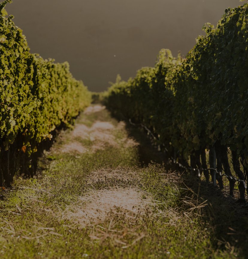 Sunlit Pask Gimblett Gravels Vineyard row with grassy path between green grapevines, Hawke's Bay