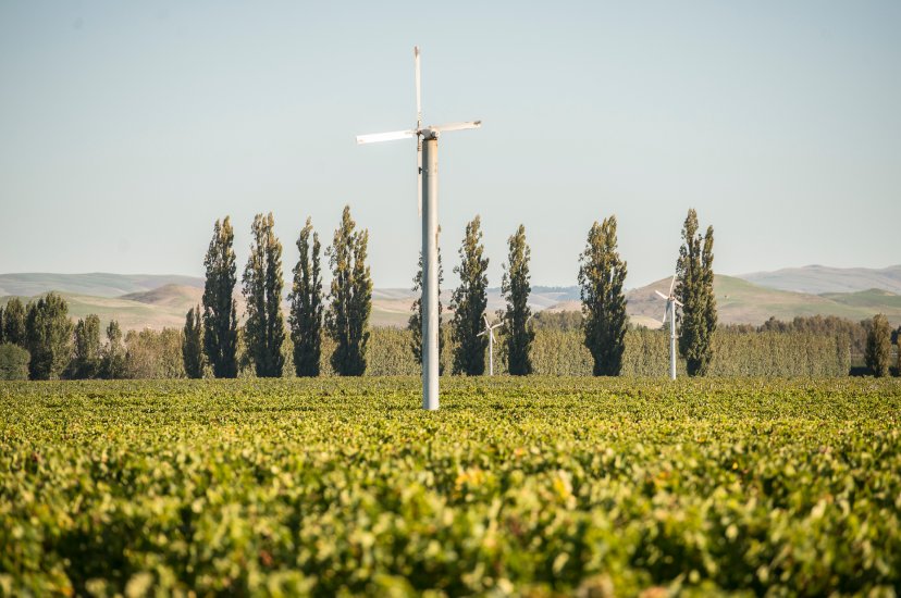 Frost fans rising above Pask Gimblett Gravels Vineyard rows, Hawke's Bay, with tall poplar trees and rolling hills