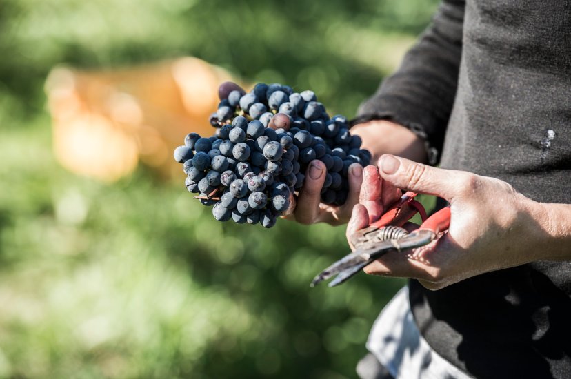 Hands holding a bunch of dark red grapes with pruning shears during harvest, vineyard foliage in the background