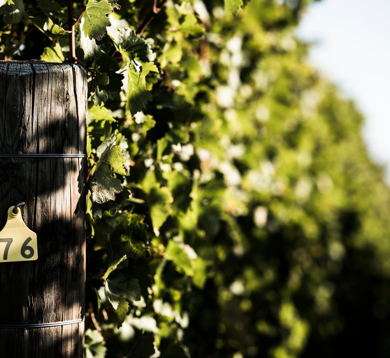 A numbered vineyard post tagged "76" with grapevine leaves trailing along a row of vines in soft sunlight.