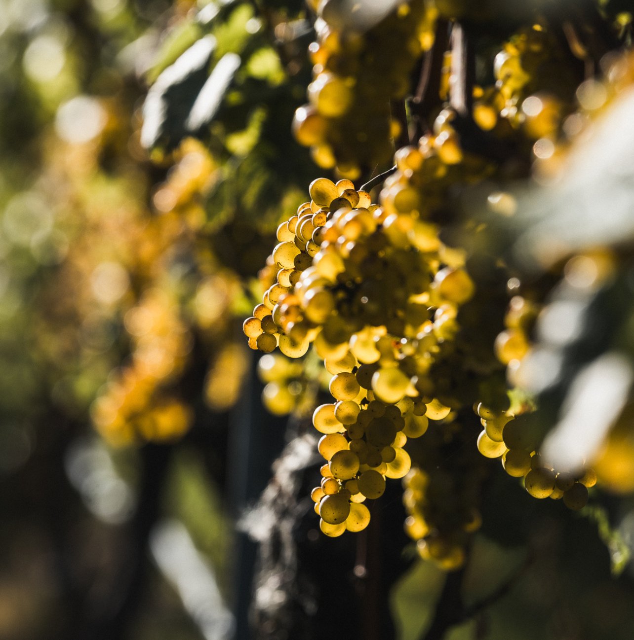 Close-up of golden-green grape clusters hanging on the vine in warm sunlight