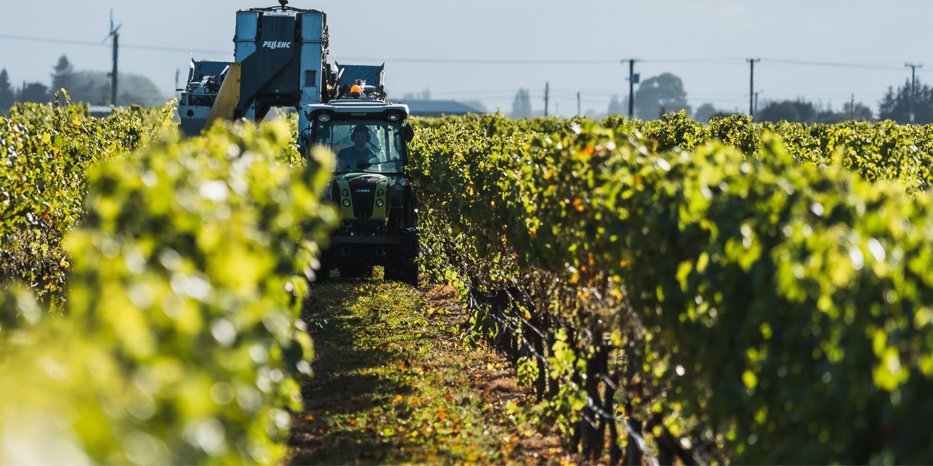 Mechanical harvester moving through Pask Gimblett Gravels Vineyard during harvest, Hawke's Bay