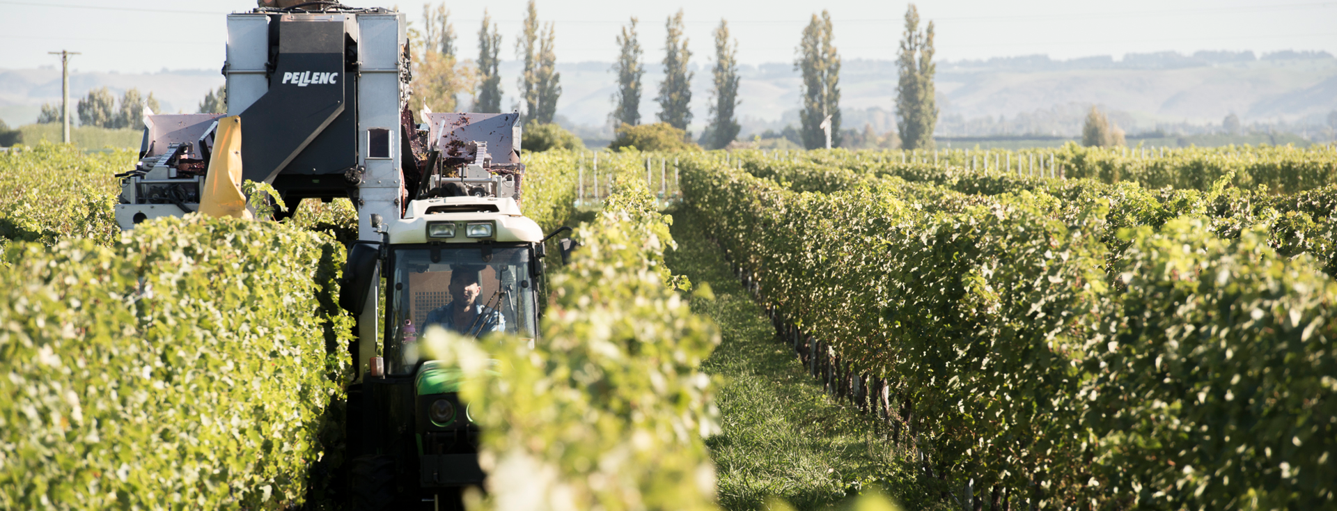 Mechanical harvester moving through Pask Gimblett Gravels Vineyard during harvest, with poplar trees and Hawke's Bay hills
