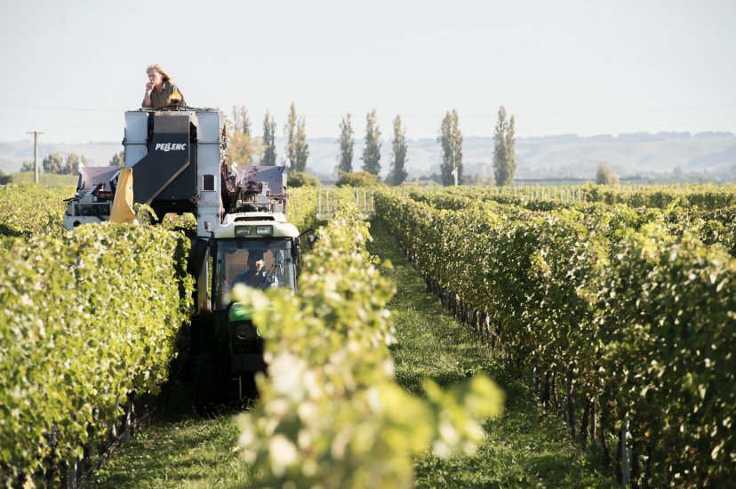 Mechanical harvester moving through vine rows during harvest, with a worker visible on top of the machine