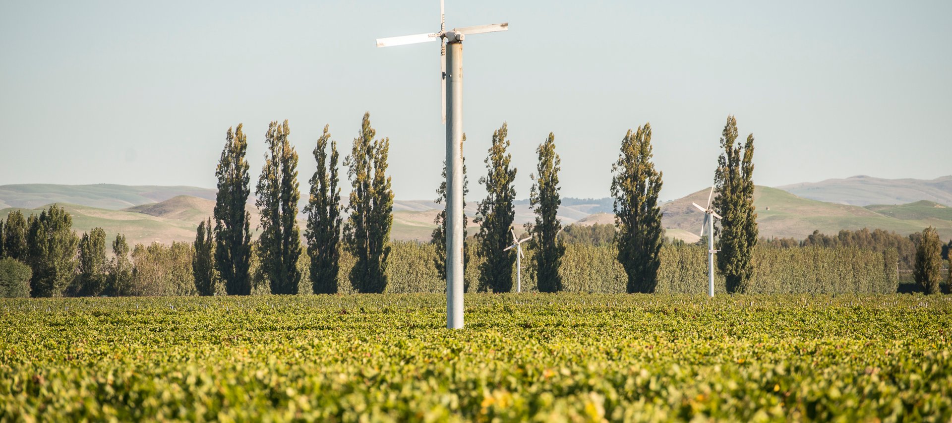 Frost fans rising above Pask Gimblett Gravels Vineyard rows, Hawke's Bay, with tall poplar trees and rolling hills