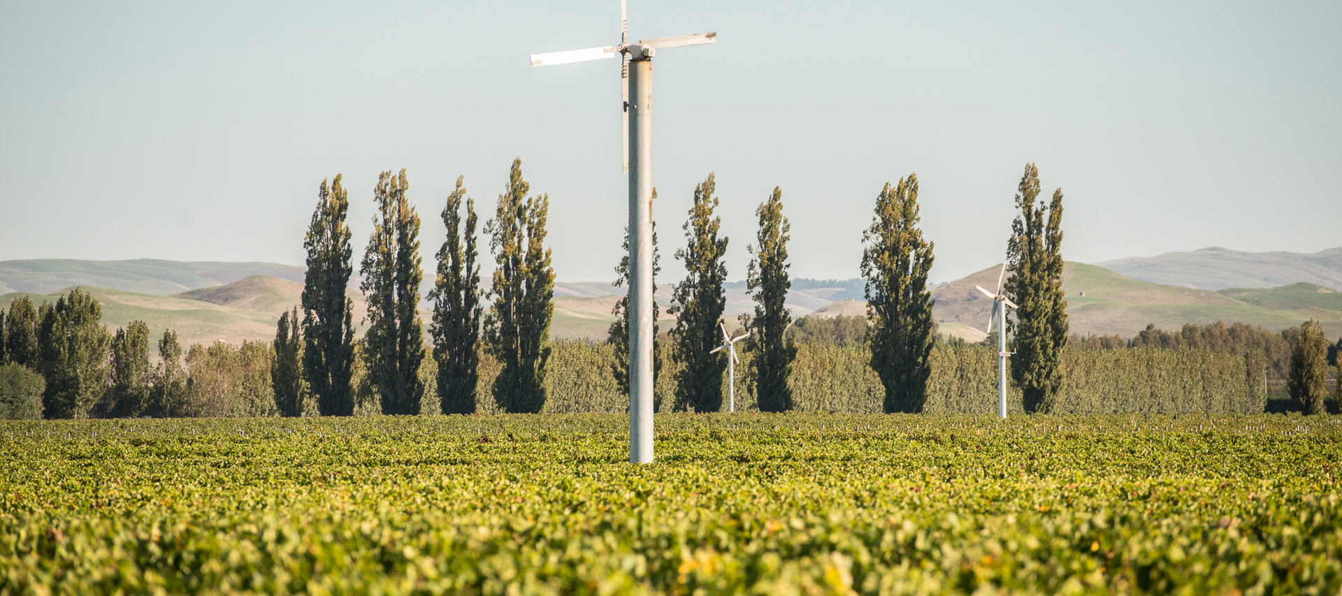 Frost fans rising above Pask Gimblett Gravels Vineyard rows, Hawke's Bay, with tall poplar trees and rolling hills
