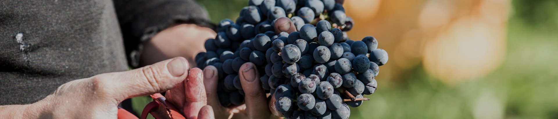 Hands holding a freshly harvested bunch of dark red wine grapes in a vineyard