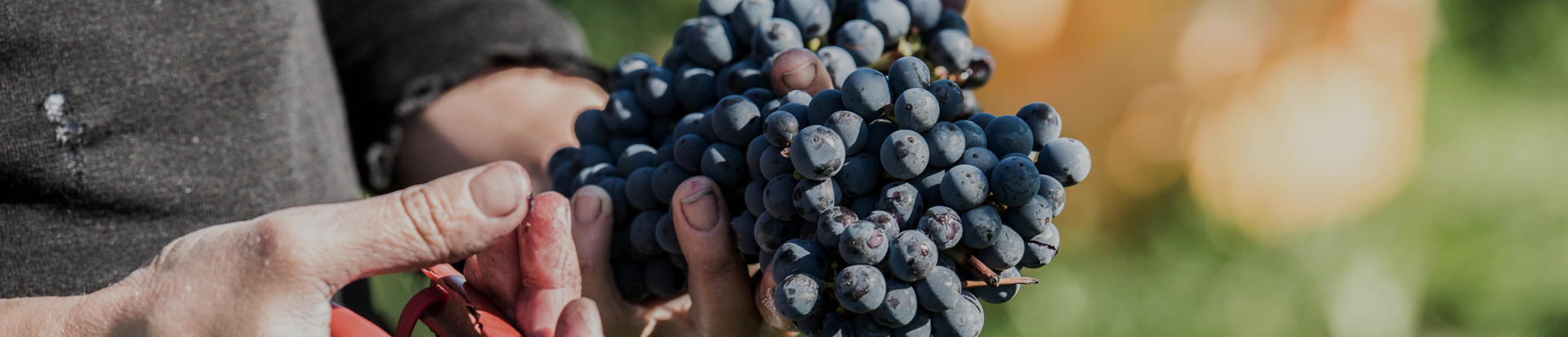 Hands holding a freshly harvested bunch of dark red wine grapes in a vineyard