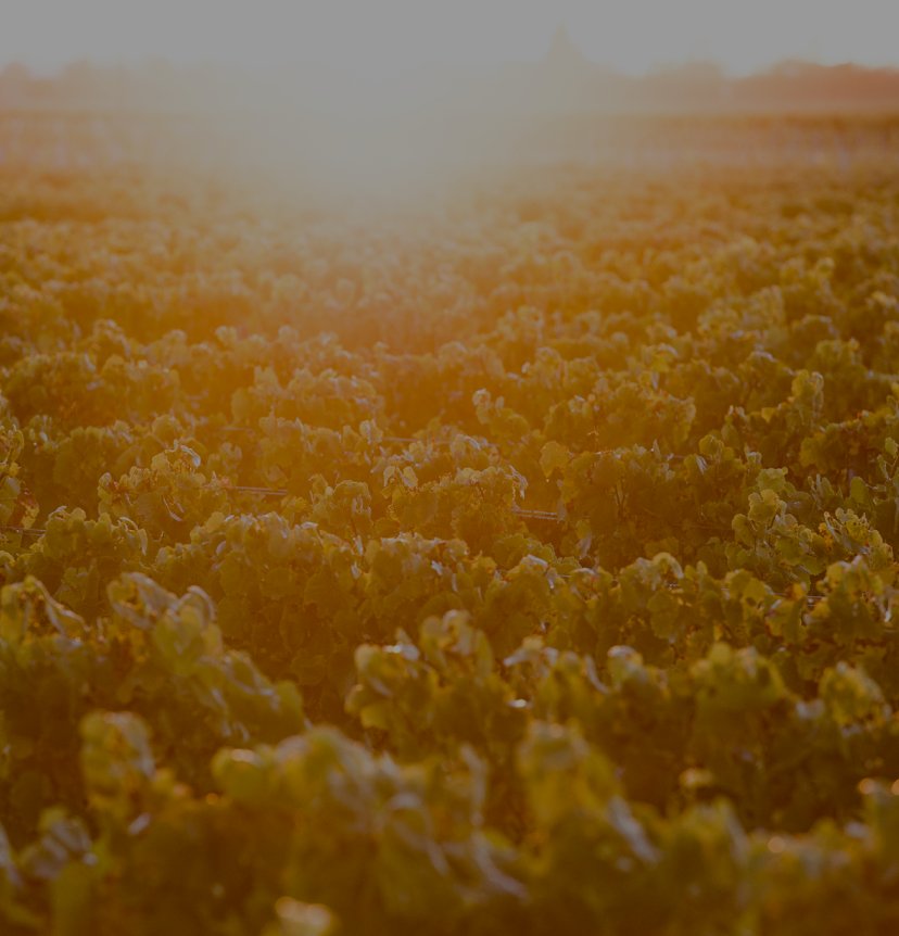 Pask Gimblett Gravels Vineyard rows bathed in warm golden sunset light, Hawke's Bay