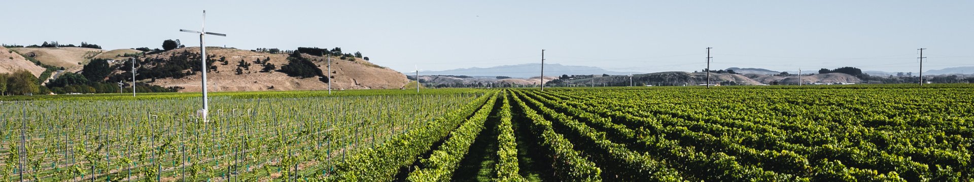 Panoramic view of Pask Gimblett Gravels Vineyard rows stretching toward Hawke's Bay hills under a clear sky
