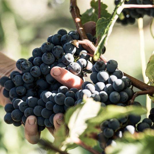 Red Grapes on the Gimblett Gravels