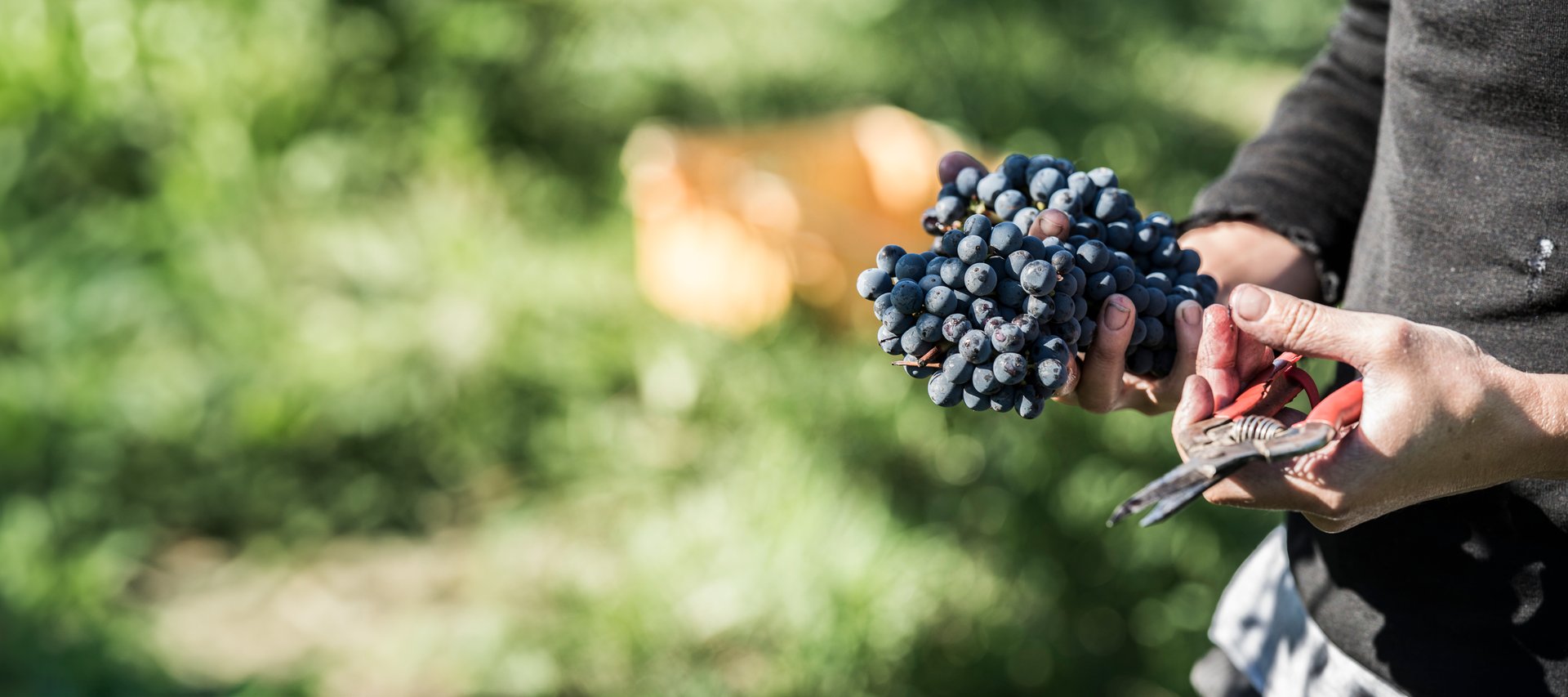 Hands holding a freshly cut bunch of dark red grapes with pruning shears during harvest